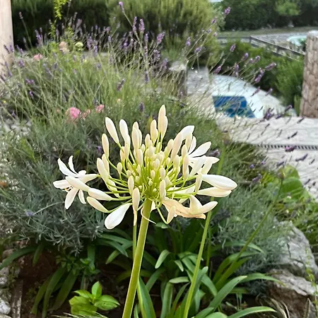 Authentica Lopud, Dubrovnik *